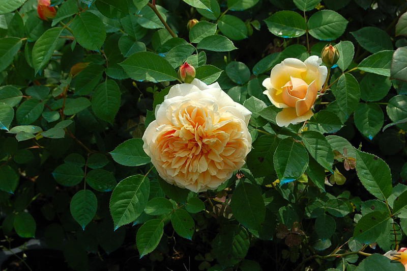 DSC_57860130.JPG