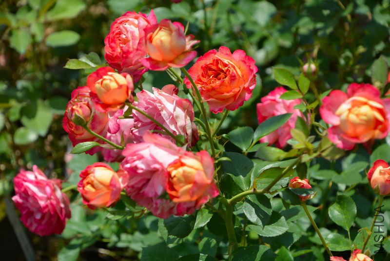 DSC_98010282.JPG