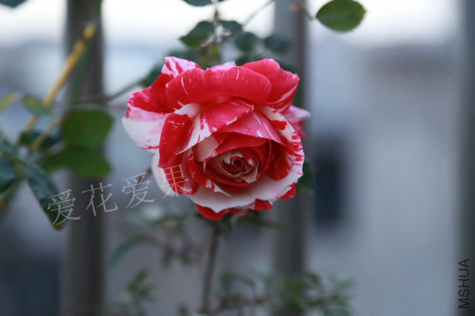 IMG_3241.jpg