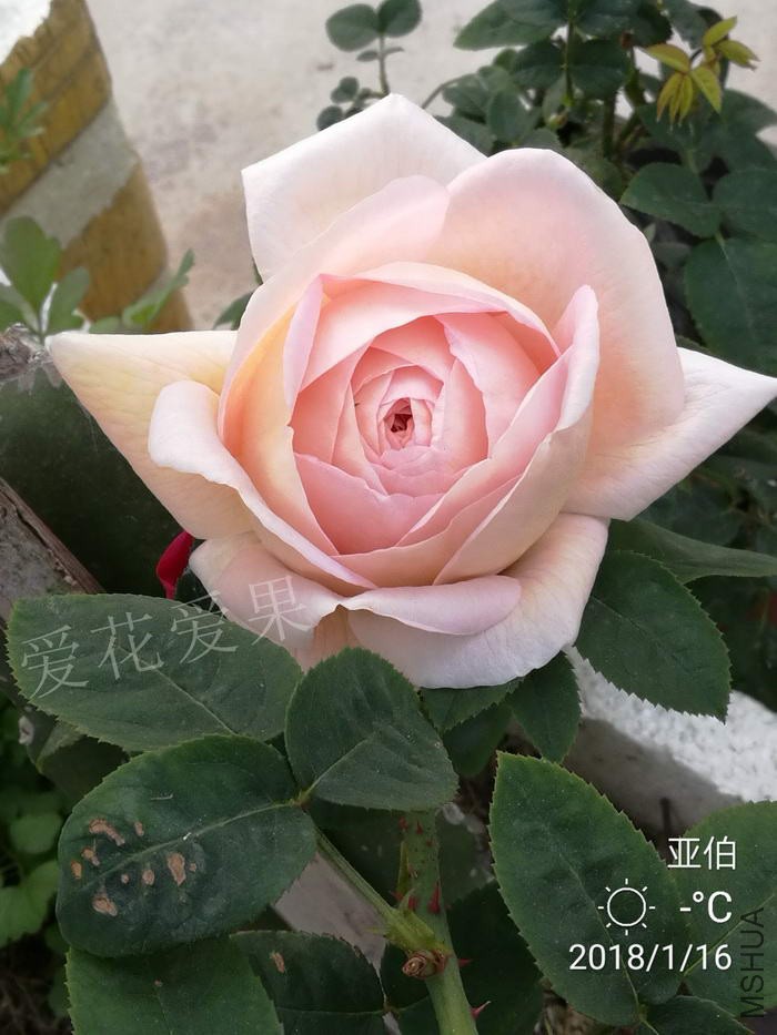 ΢��ͼƬ_20180119193733.jpg