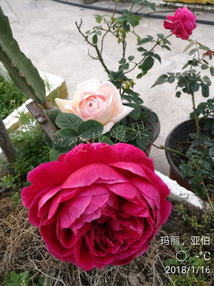 ΢��ͼƬ_20180119193735.jpg