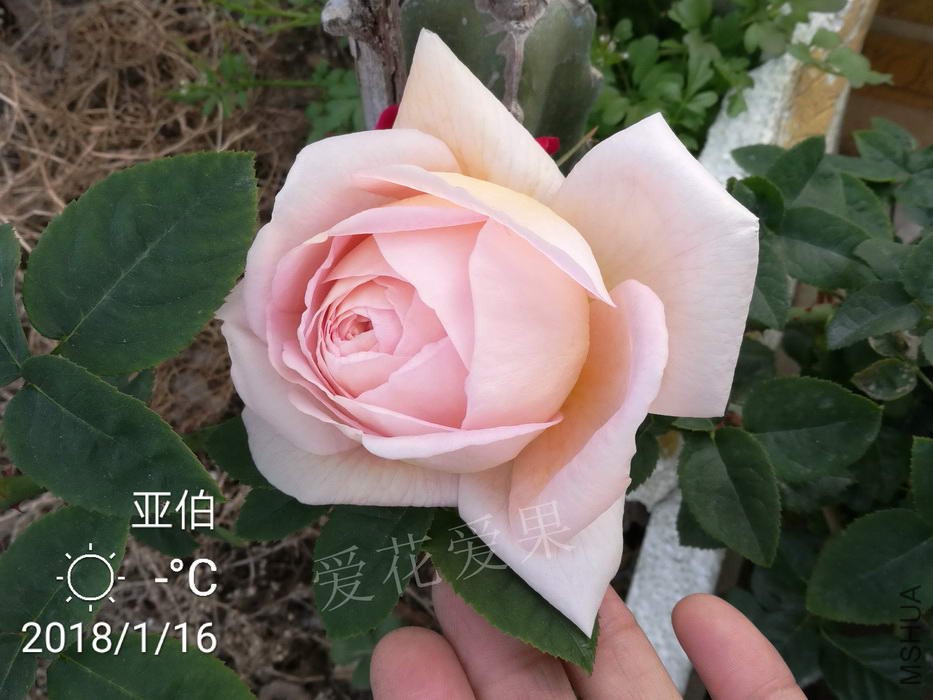 ΢��ͼƬ_20180119193740.jpg