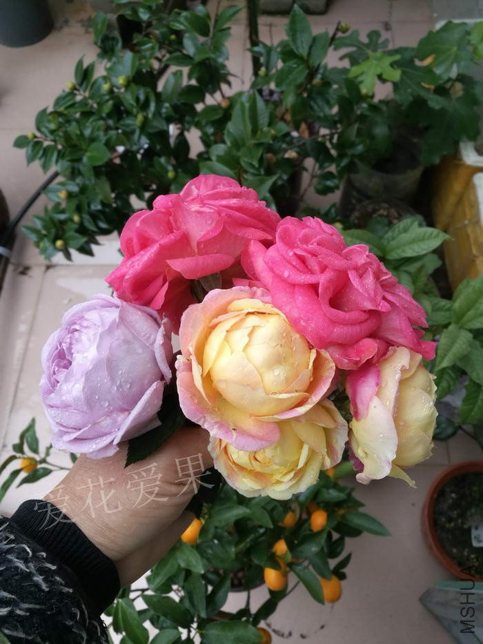 ΢��ͼƬ_20180119193810.jpg