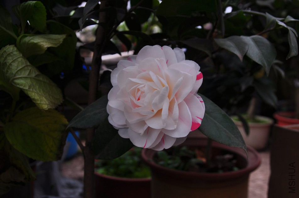 dsc_0052_����.jpg