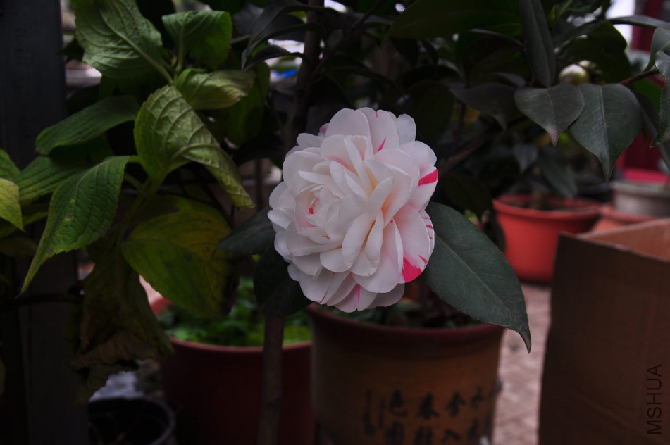 dsc_0051_����.jpg
