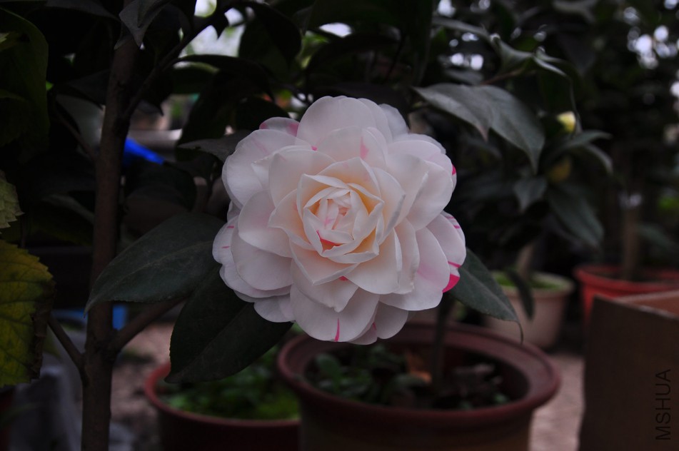 dsc_0053_����.jpg