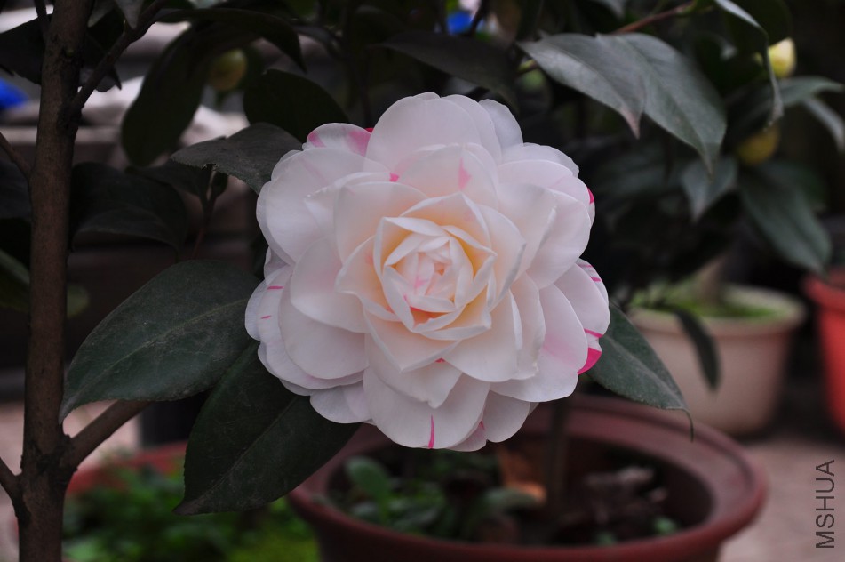 dsc_0054_����.jpg