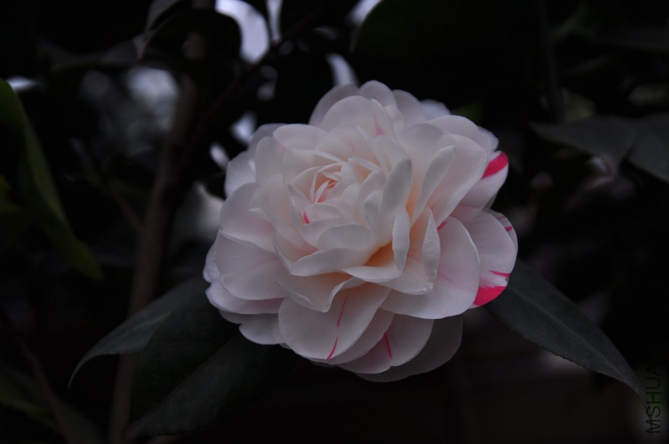 dsc_0057_����.jpg