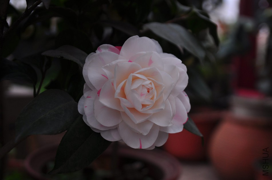 dsc_0056_����.jpg