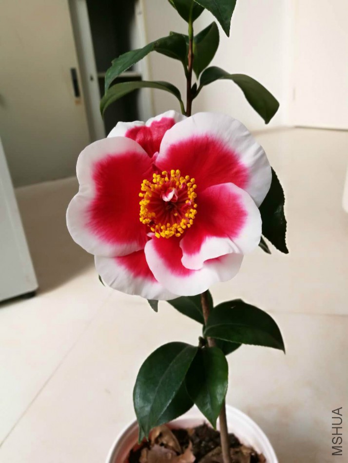��֪��