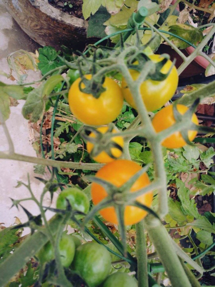 ΢��ͼƬ_20180123085532.jpg