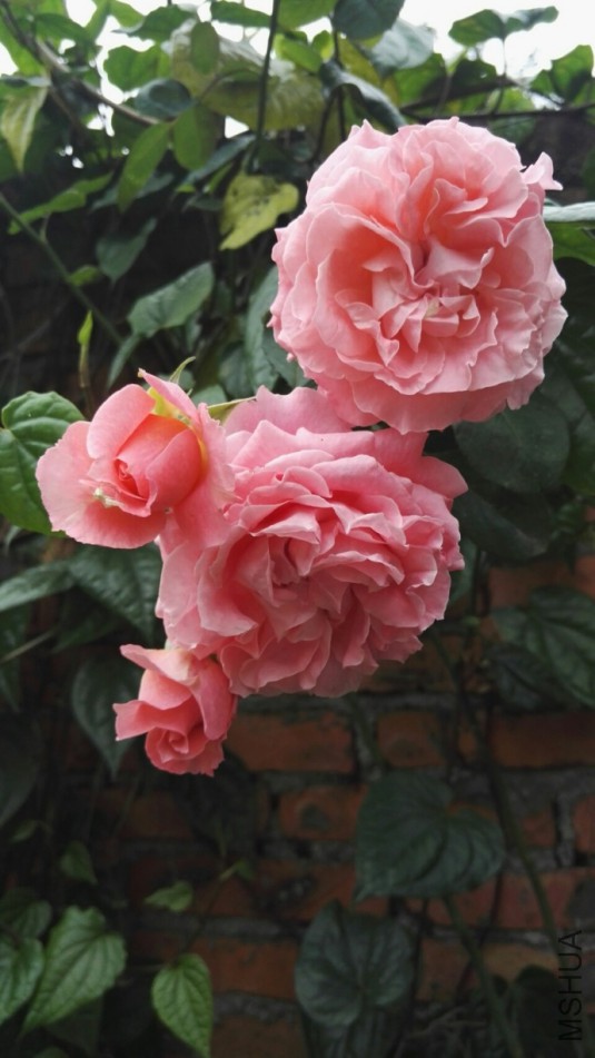 6eabb1b8gy1fn5r09h0fmj20qo1bf454.jpg
