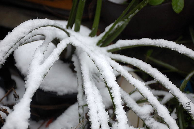 DSC_87100045.JPG