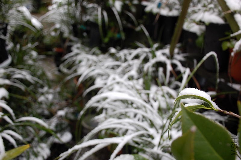 DSC_87270062.JPG