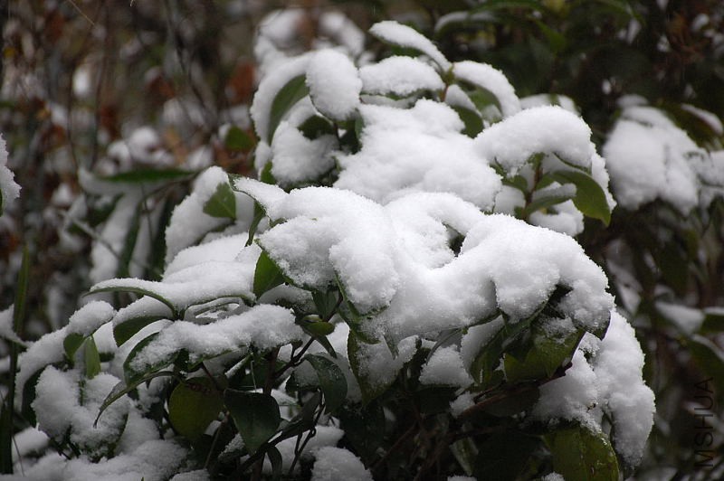 DSC_87650100.JPG
