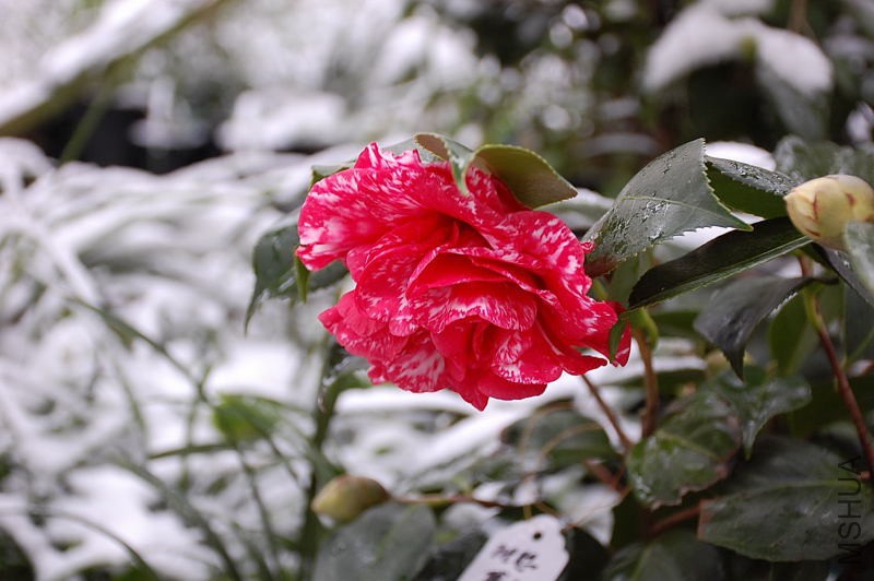 DSC_87520087.JPG