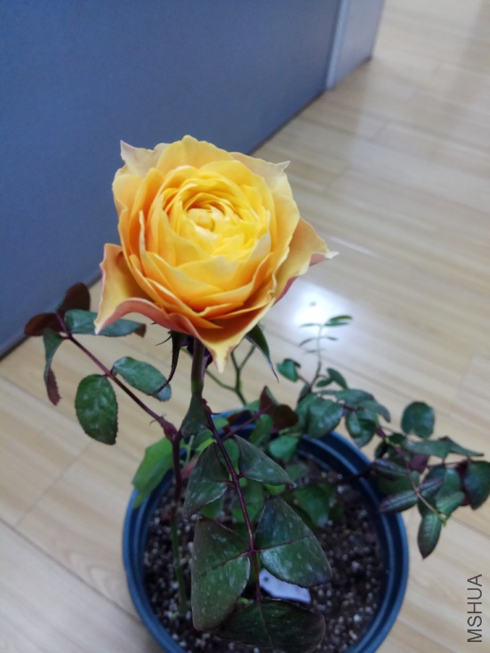 IMG_20180125_134020.jpg