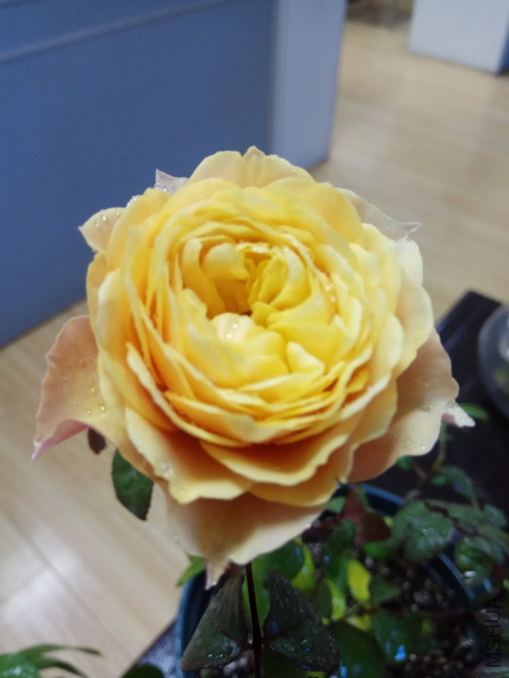 IMG_20180126_134026.jpg