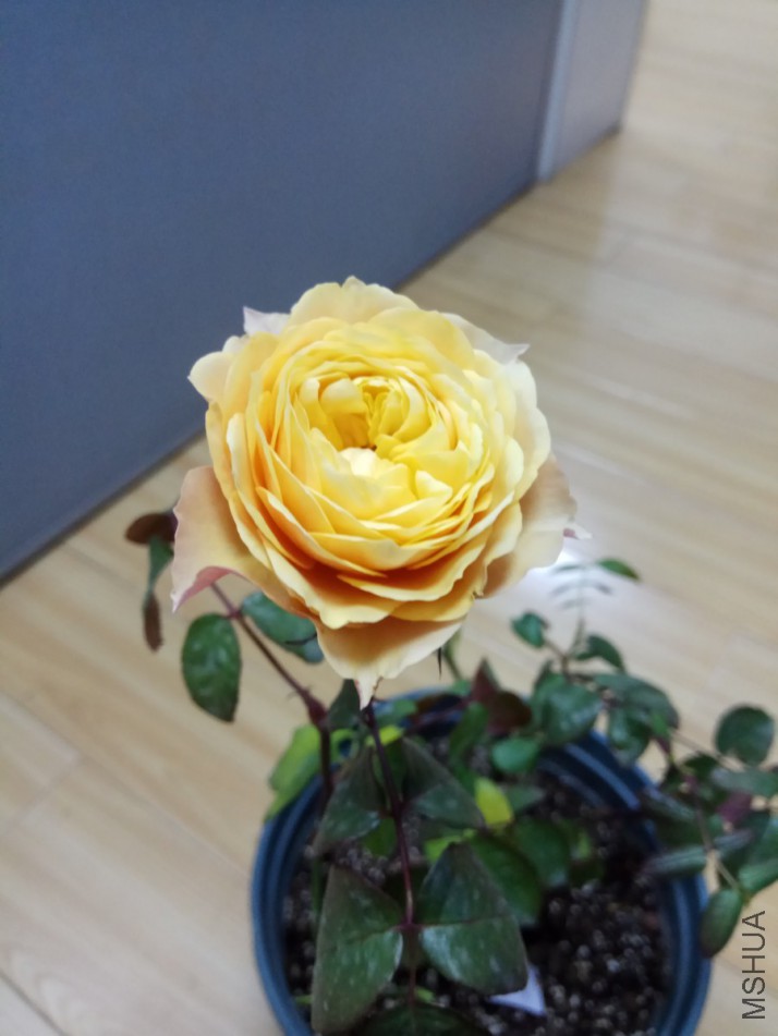 IMG_20180126_155515.jpg