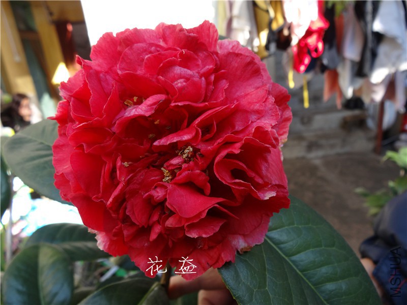 DSC03187.jpg