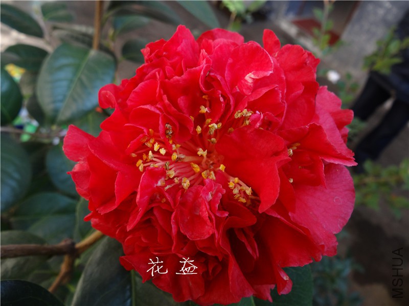 DSC03182.jpg