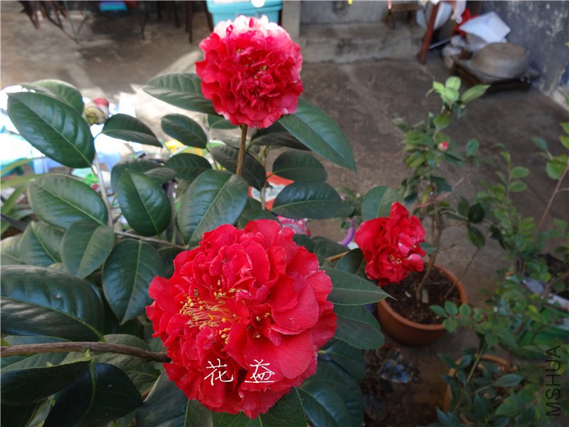 DSC03184.jpg