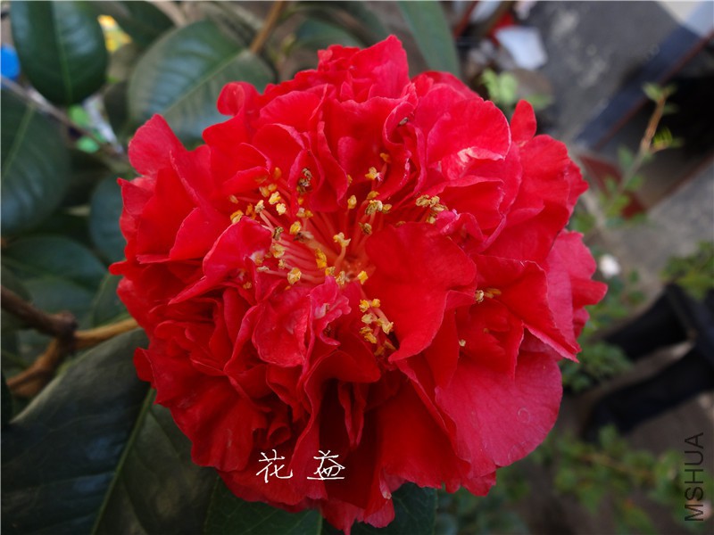 DSC03185.jpg