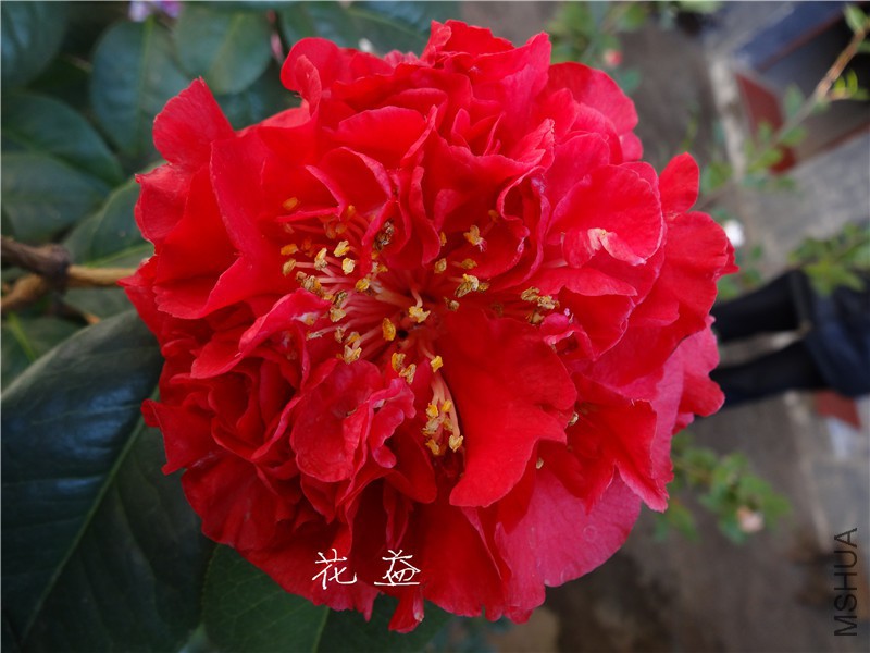 DSC03186.jpg