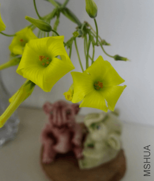 2018-01-28 14_56_55-IMG_20180128_144605.jpg - ��Ƭ.png
