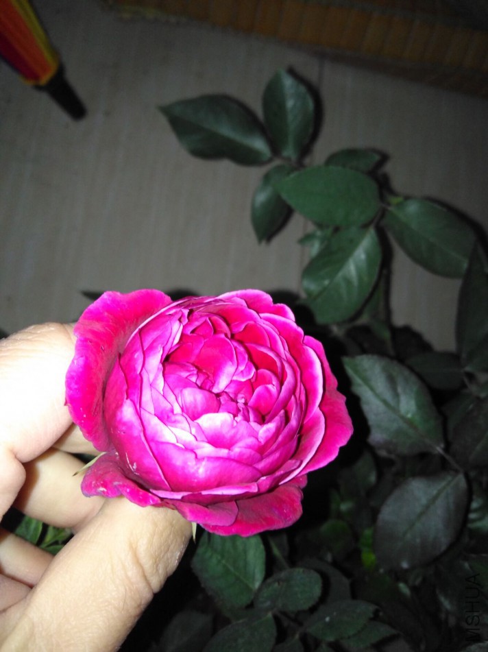 3386c4cb8a40350e.jpg