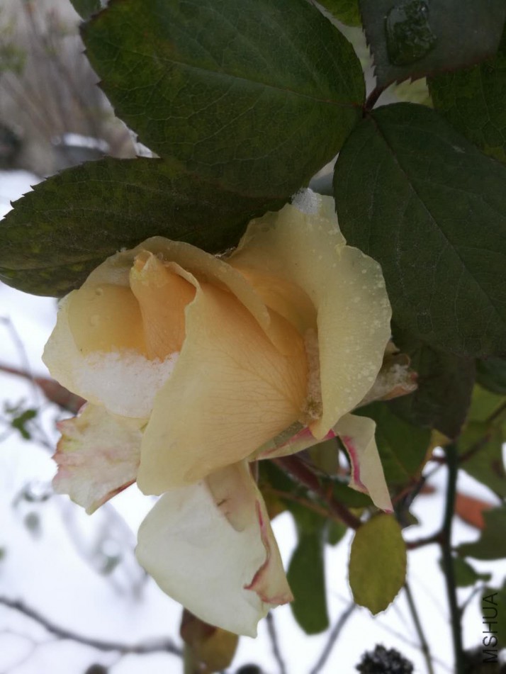΢��ͼƬ_20180129082105.jpg
