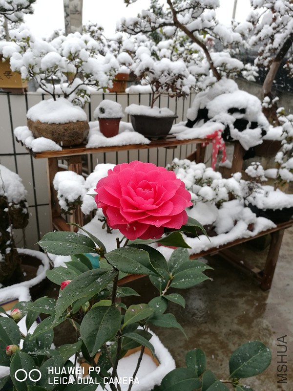 IMG_20180131_130155.jpg
