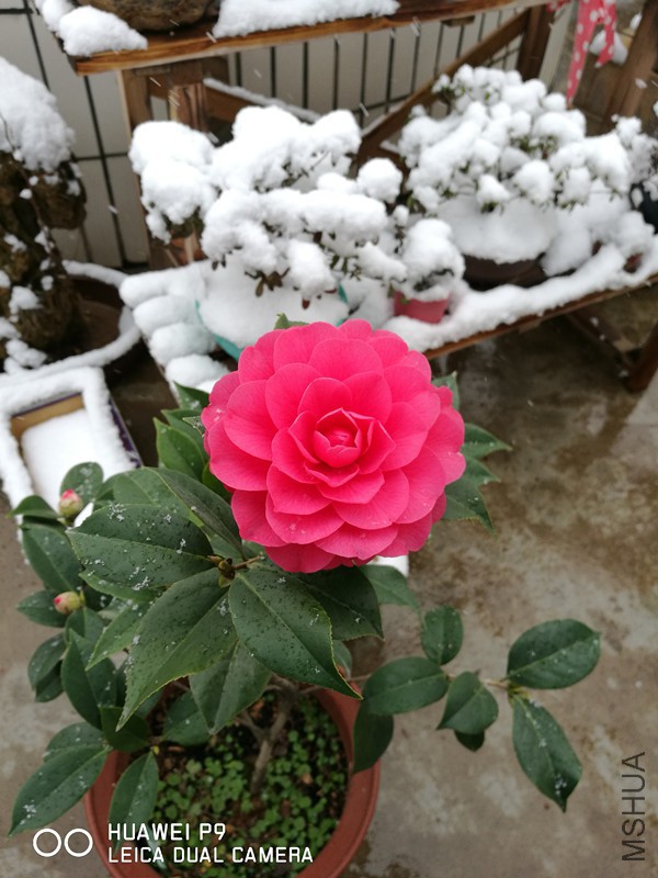 IMG_20180131_130229.jpg