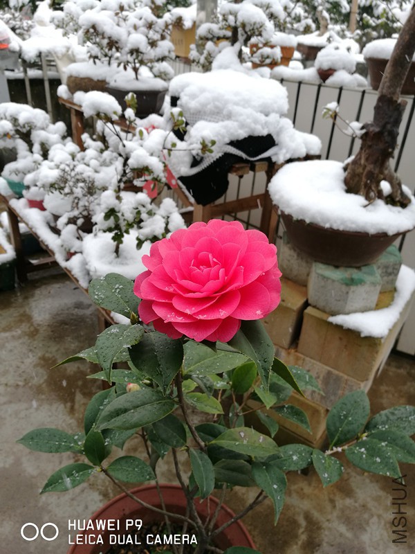 IMG_20180131_130455.jpg