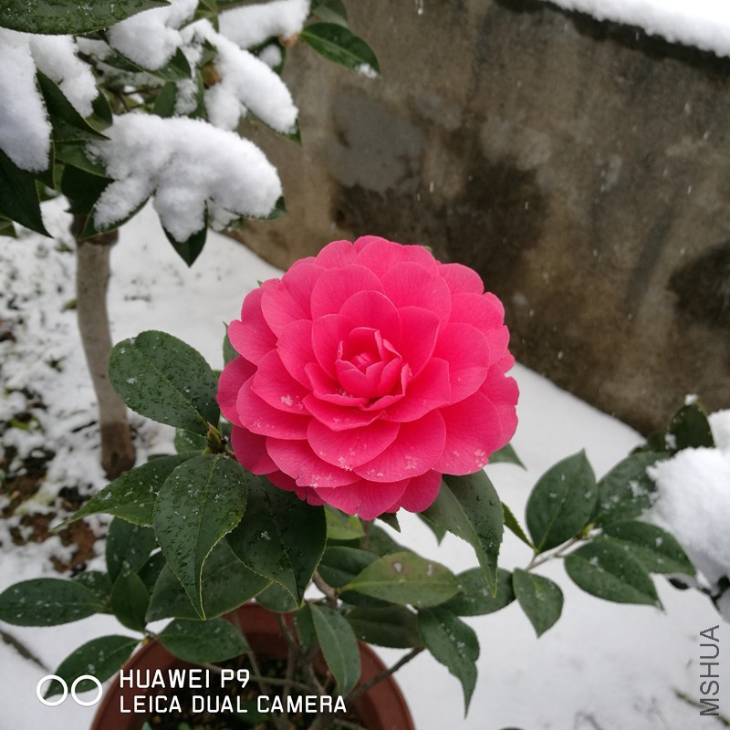 IMG_20180131_130631.jpg