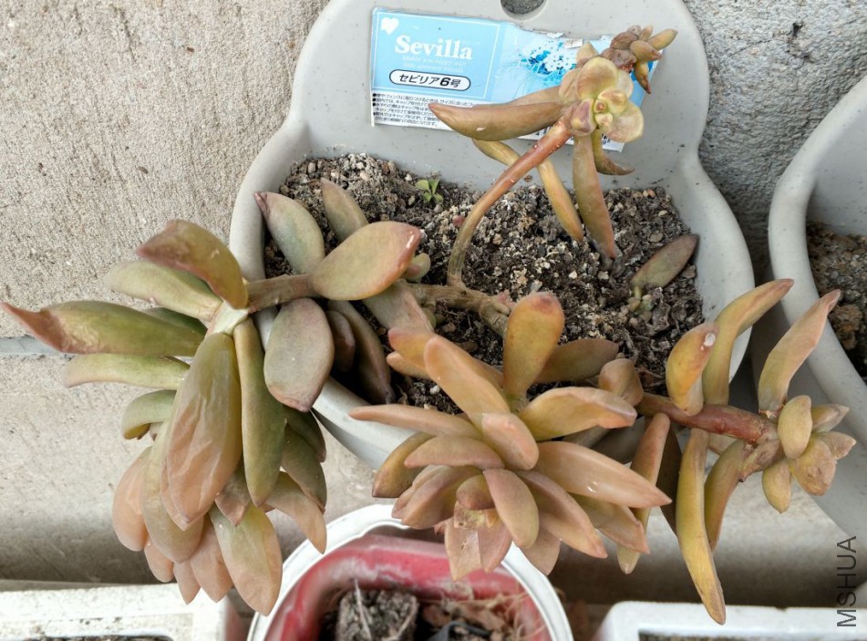 ���������֮�࣬��ͷ��Ӧ��û����