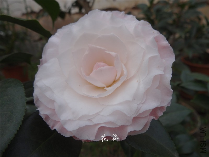 DSC03050.jpg