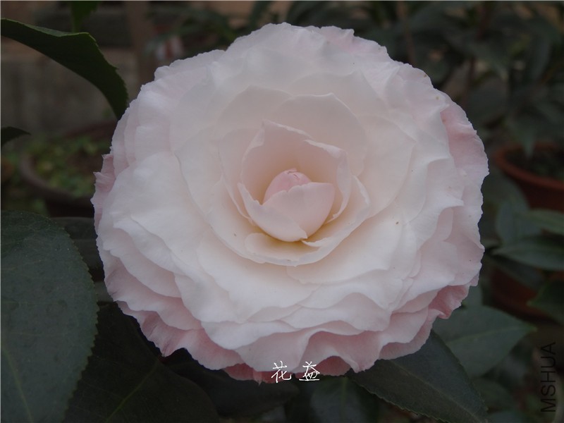 DSC03044.jpg