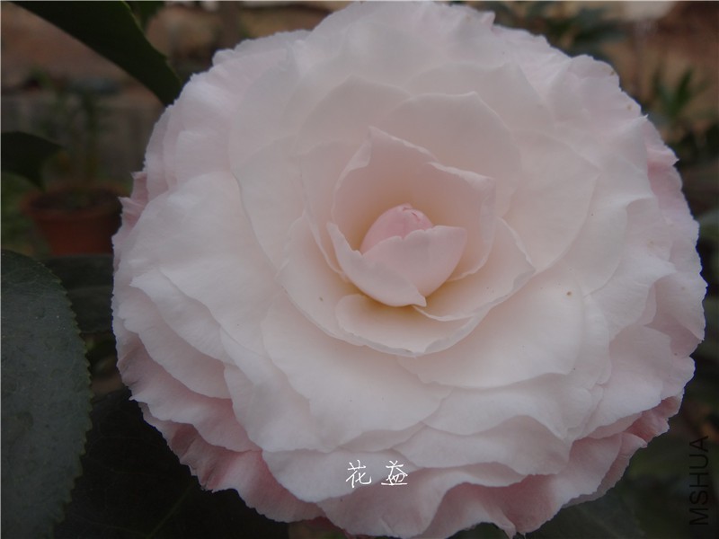 DSC03046.jpg