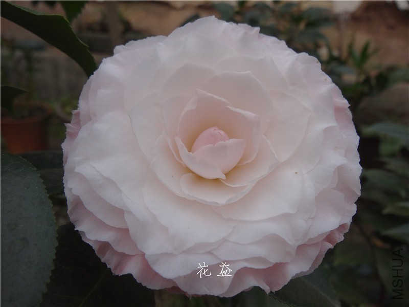 DSC03047.jpg