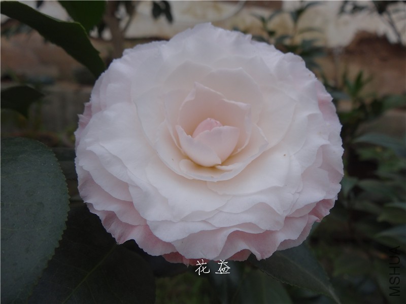 DSC03045.jpg