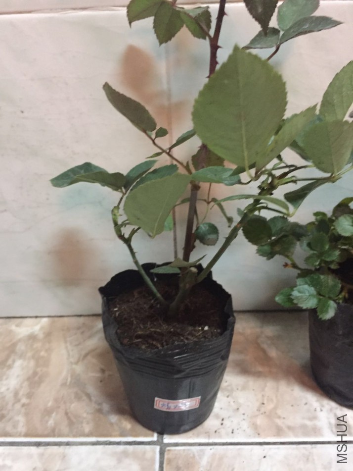 ΢��ͼƬ_20180205090022.jpg