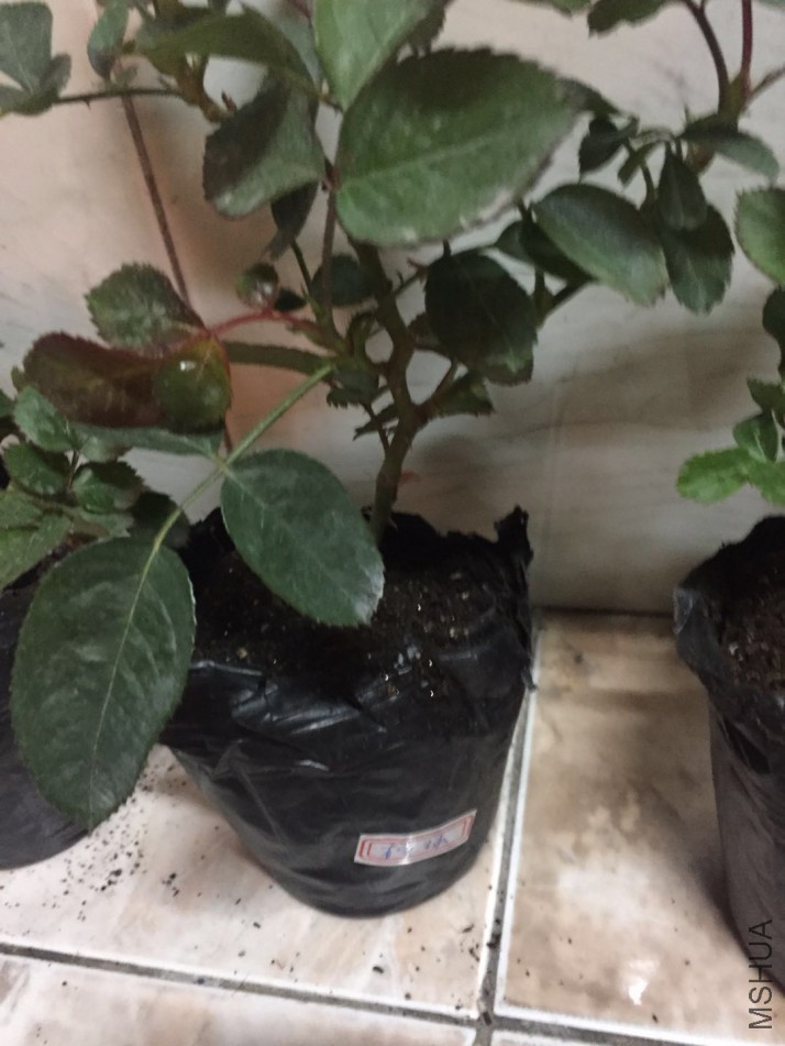 ΢��ͼƬ_20180205090048.jpg