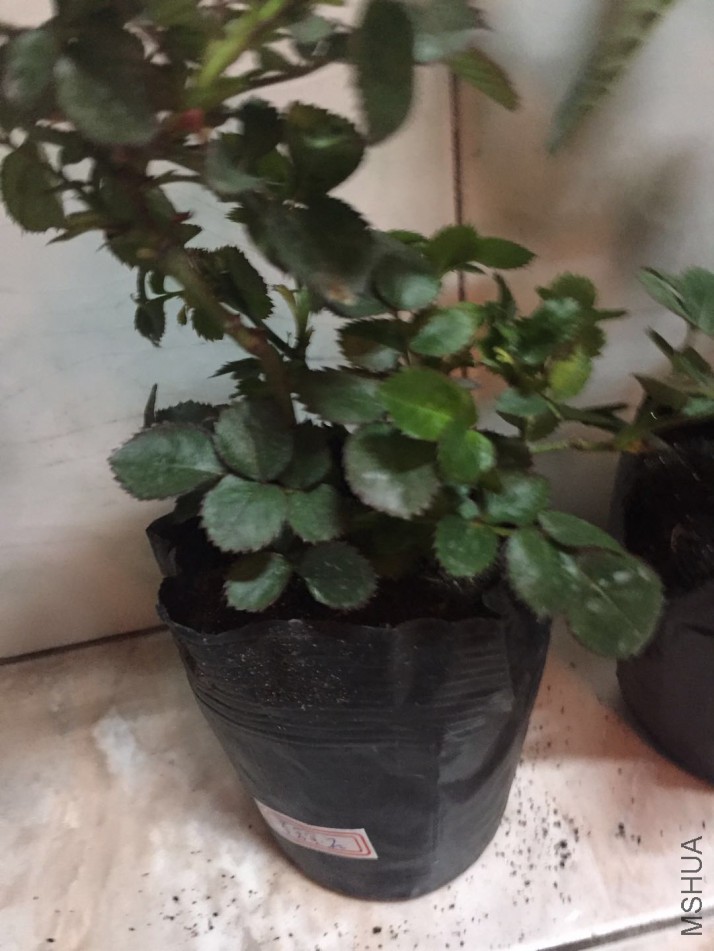 ΢��ͼƬ_20180205090036.jpg