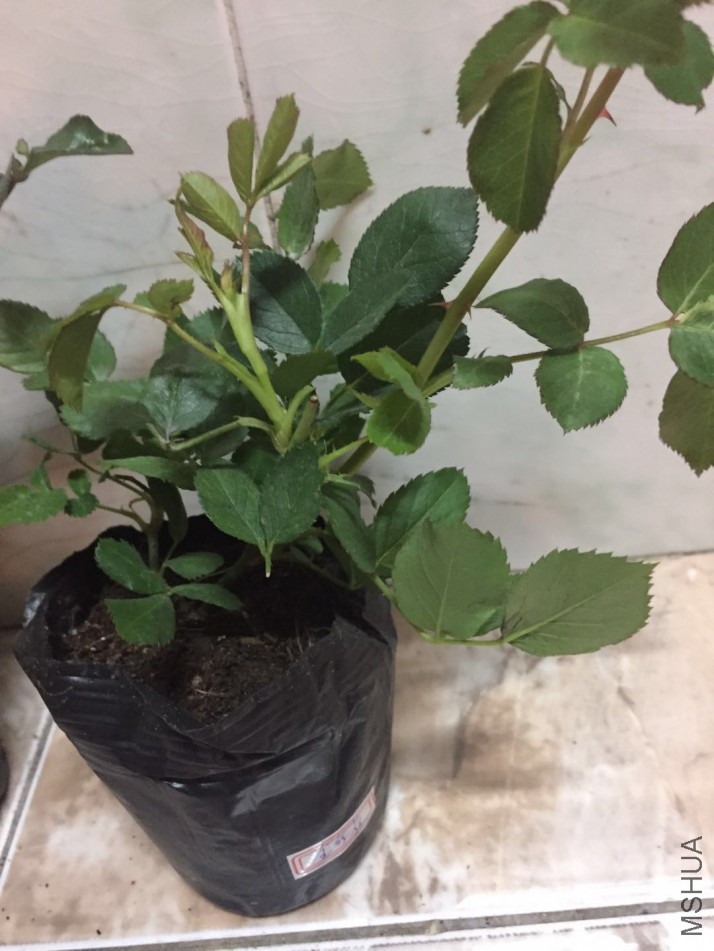 ΢��ͼƬ_20180205090056.jpg