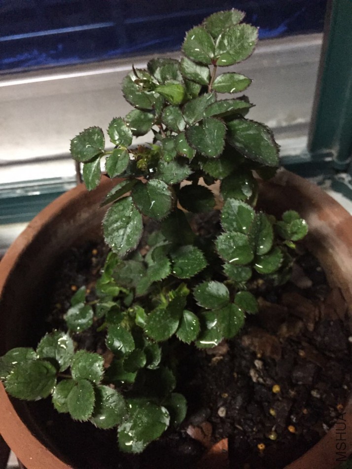 ΢��ͼƬ_20180205090531.jpg