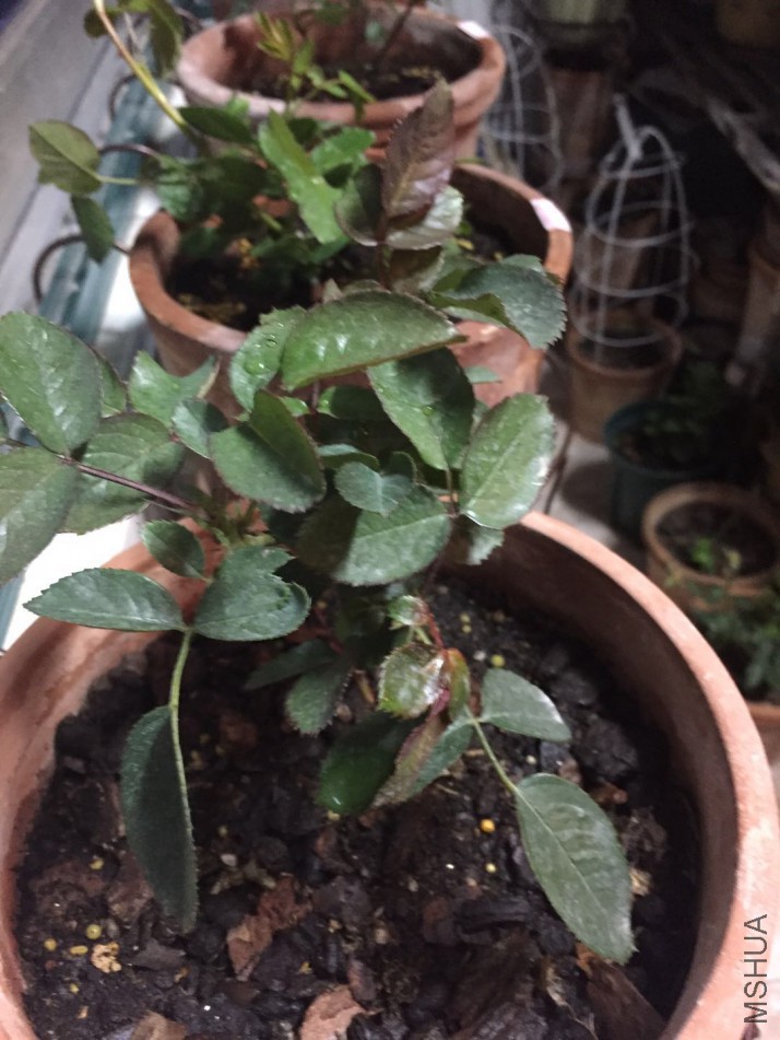 ΢��ͼƬ_20180205090622.jpg