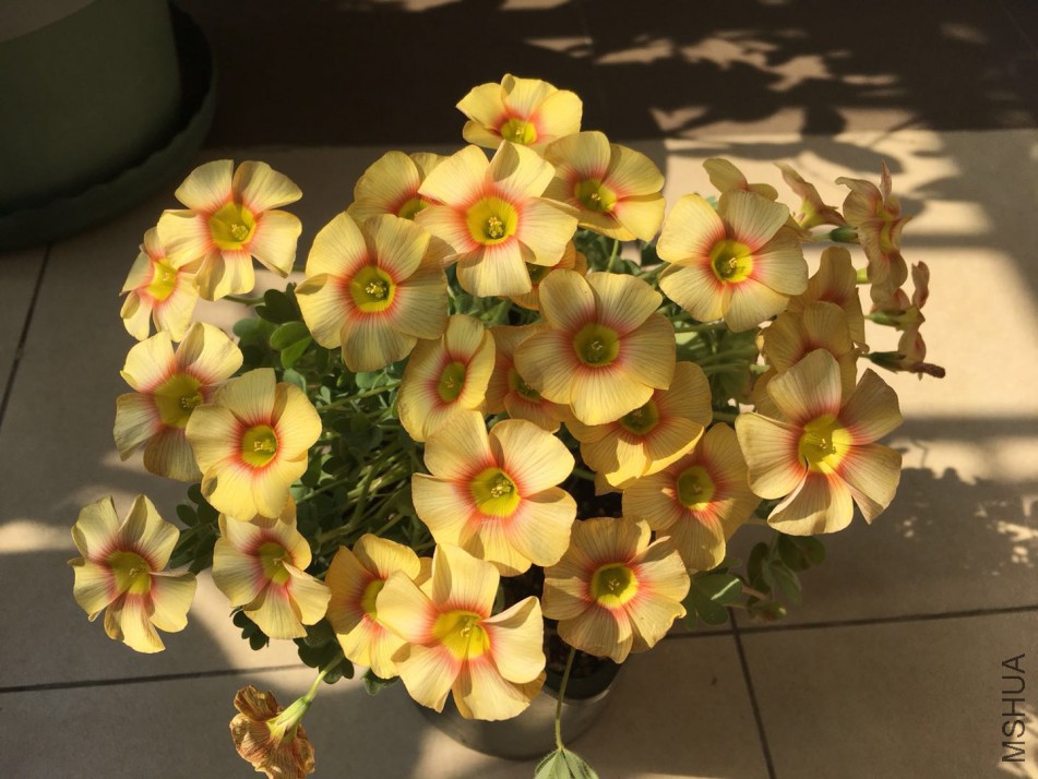 7023AB8A-CA9D-4E78-8829-61B25CF068C4.jpeg