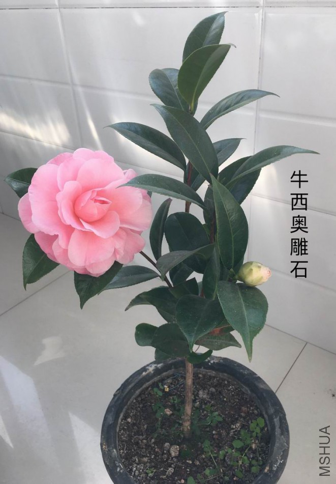 ��Ƭ 009.jpg