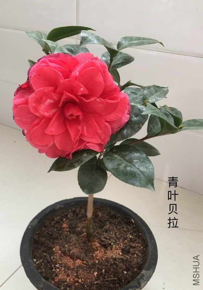 ��Ƭ 015.jpg